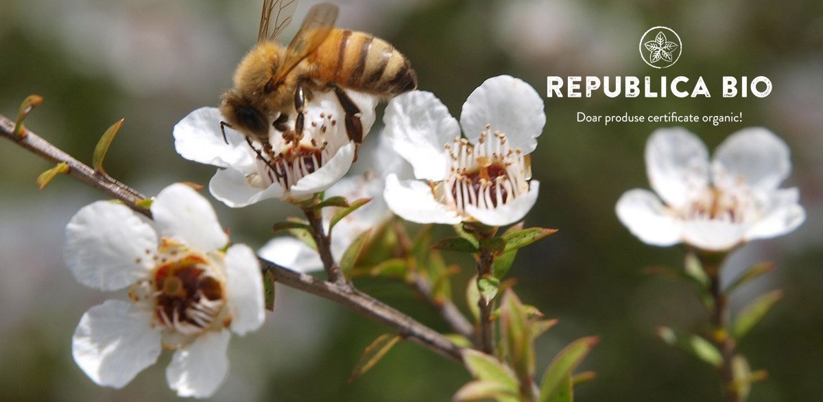 Cu ce este mierea de Manuka diferită de mierea obișnuită?