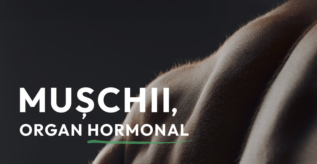 Mușchii sunt un organ hormonal