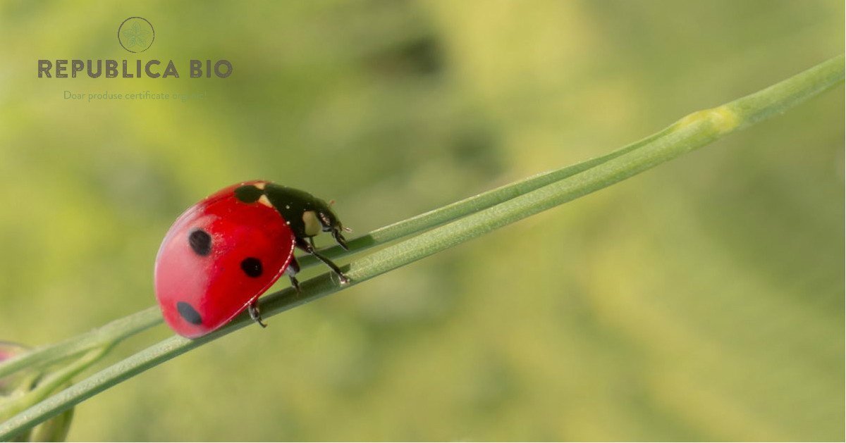 Ce este un produs bio? Cum se obține și de ce e mai sănătos?