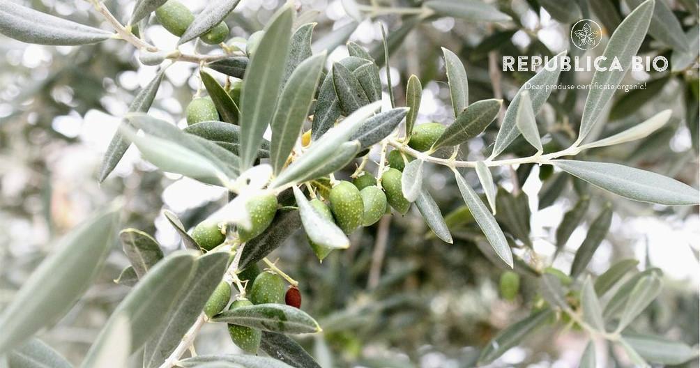 Ce ulei? Rafinat, nerafinat, virgin, extravirgin, presat la rece... Sunt prea multe, m-am încurcat!