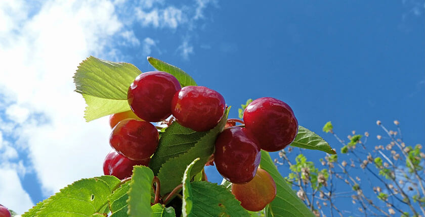 S-au copt cireşele din livada Republicii!