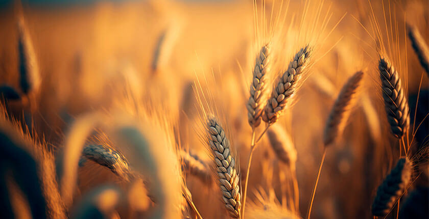 Culturile organice prezintă o concentrație mai mare de antioxidanți și mai scăzută de cadmiu și reziduuri de pesticide