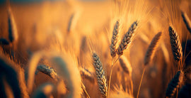 Culturile organice prezintă o concentrație mai mare de antioxidanți și mai scăzută de cadmiu și reziduuri de pesticide