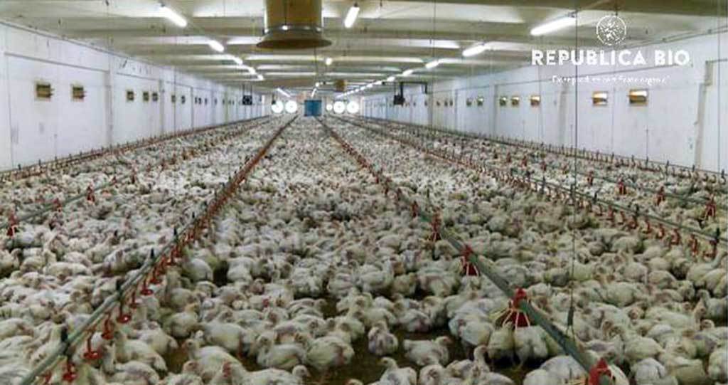 Puiul fraged din farfurie, varianta modernă a lui Prâslea cel Voinic