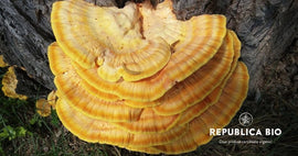 5 super proprietăți ale ciupercilor reishi, pentru o viață lungă și sănătoasă