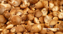 Ciupercile shiitake cresc și în România, știai? Uite cum le poți cumpăra fără să te păcălești