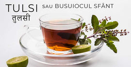 Despre tulsi sau busuiocul sfânt - beneficii și proprietăți