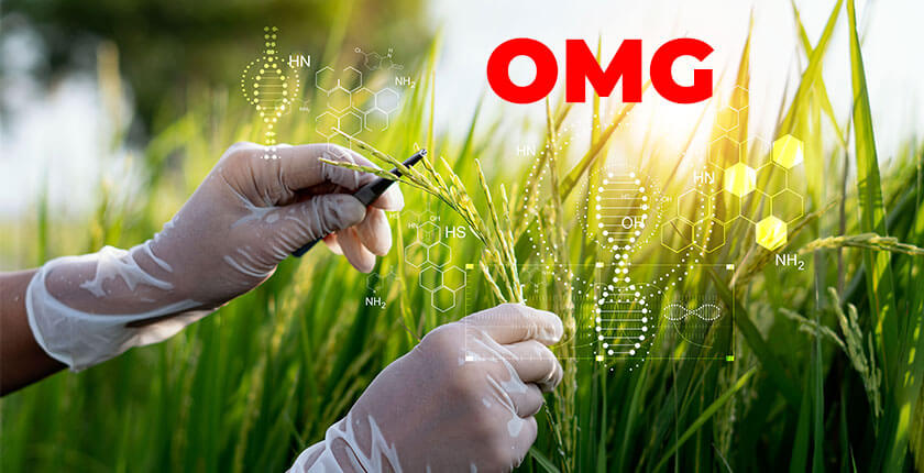 Analiză a impactului consumului de cereale modificate genetic (OMG-uri) pe scară largă și ineficiența testelor care permit comercializarea lor